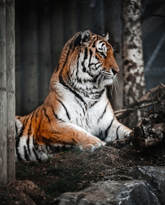 Руководство EAZA по оптимальной практике содержания Красной панды (Ailurus fulgens)