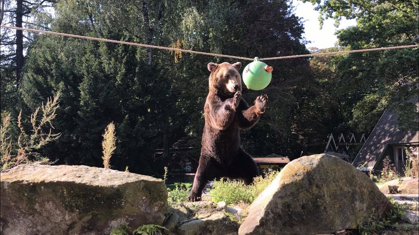 Рекомендации по содержанию бурого медведя (Ursus arctos) в неволе – обогащение и создание оптимальной среды